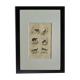 Original zoological plate " Caracal - Serval - Ocelot - &c... " Buffon (1836)