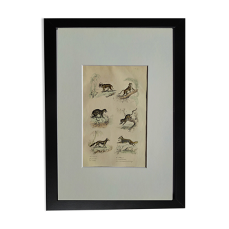 Planche zoologique original " Caracal - Serval - Ocelot - &c... " Buffon 1836
