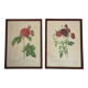Lot de 2 lithographies encadrées signées pierre joseph redoute