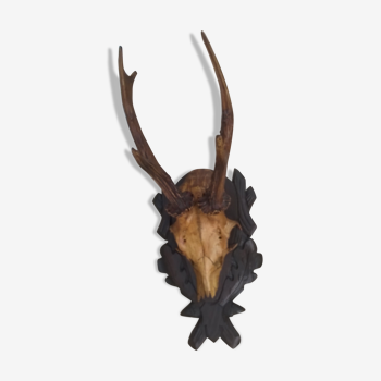 Crane deer taxidermy