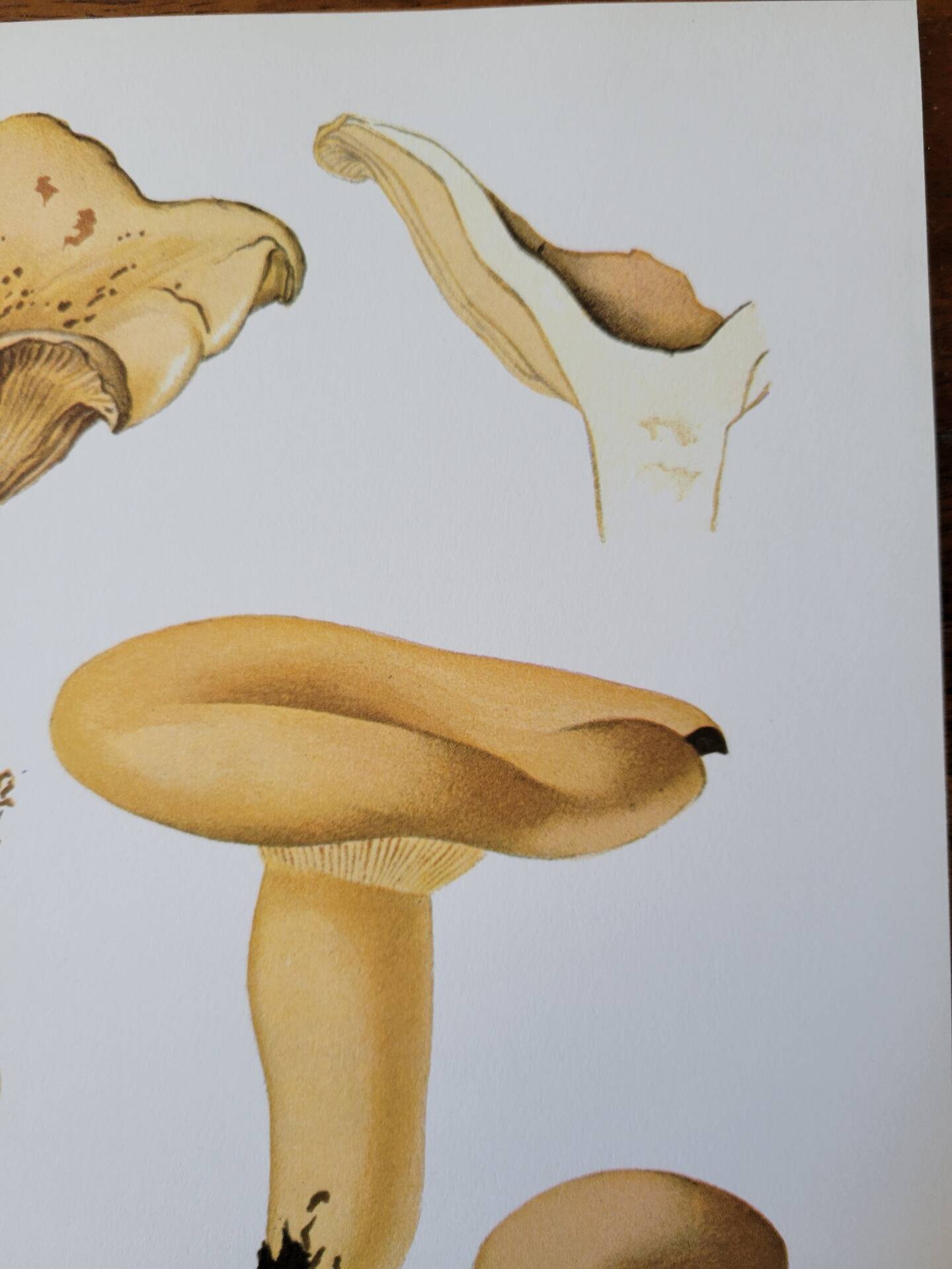 Planche lithographique champignon Lactaire, 1960