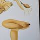 Planche lithographique champignon Lactaire, 1960