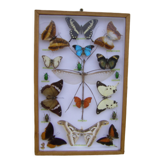 Butterfly frame