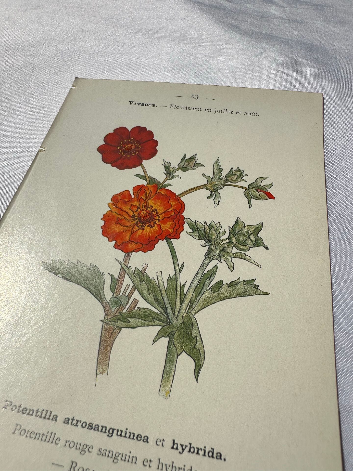 🌿 Botanical Plate Old Naturalist Engraving 19th Century Double-Sided