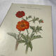🌿 Botanical Plate Old Naturalist Engraving 19th Century Double-Sided
