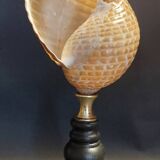 Cabinet of Curiosities shell tonna perdix on a base