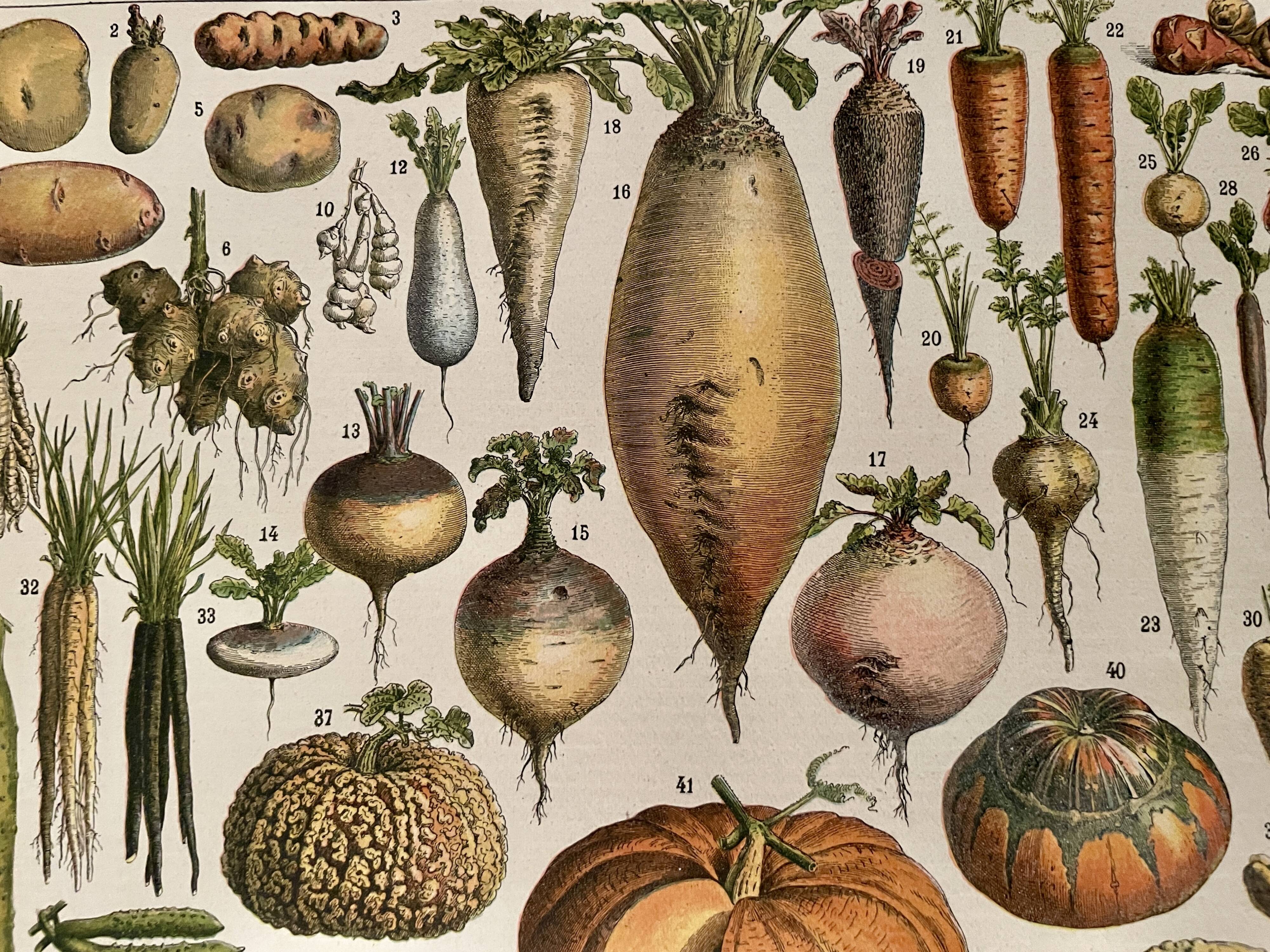 Lithograph on vegetables and vegetable plants - 1900