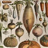 Lithograph on vegetables and vegetable plants - 1900