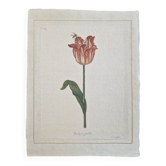Dessin à l'aquarelle sur soie - Tulipe - La Roche Laffitte (Né en 1943)