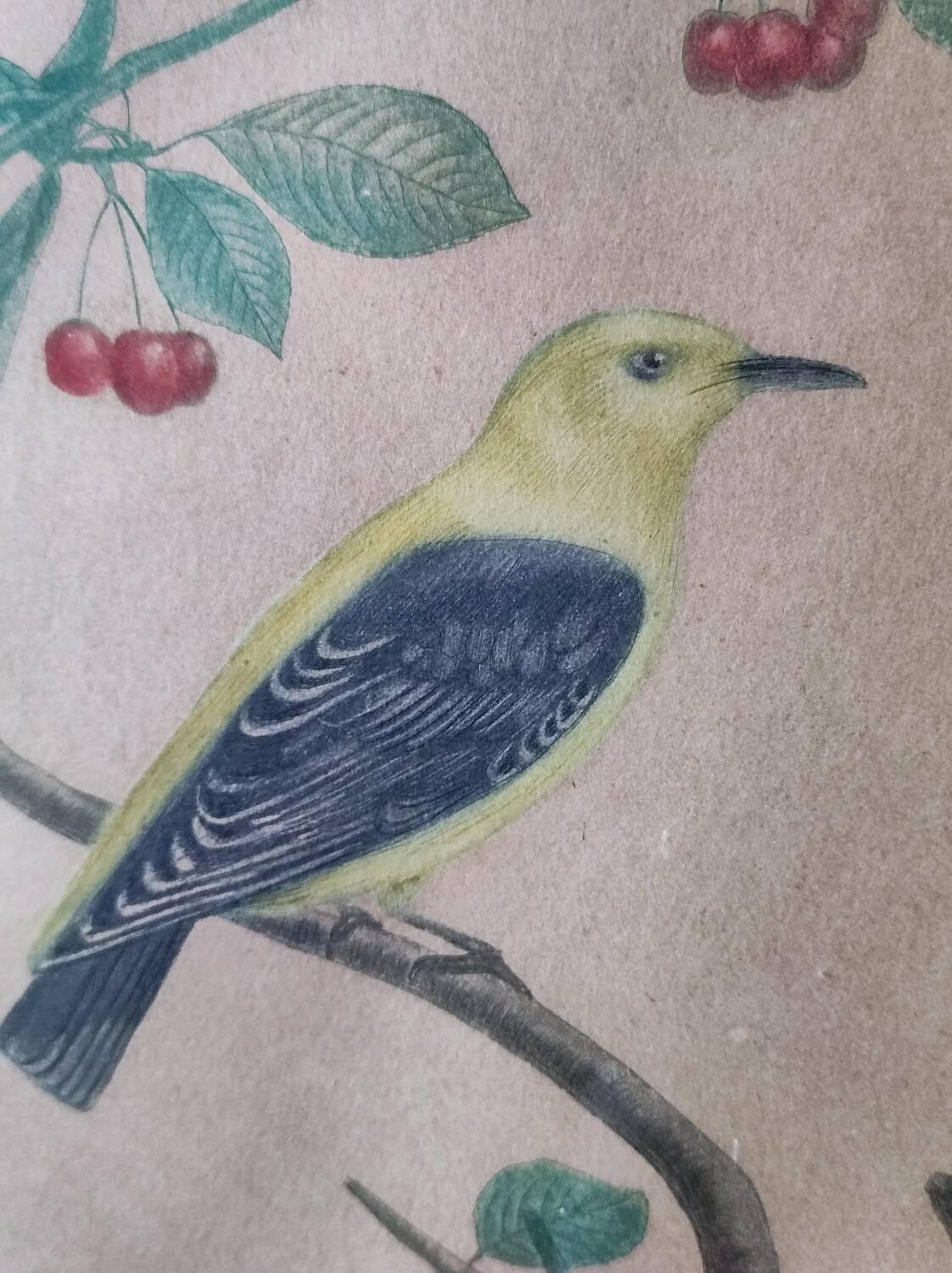 Colorized engraving, Loriot Jonquille, 19th century