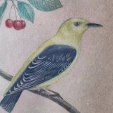Gravure colorisée, Loriot Jonquille, 19e
