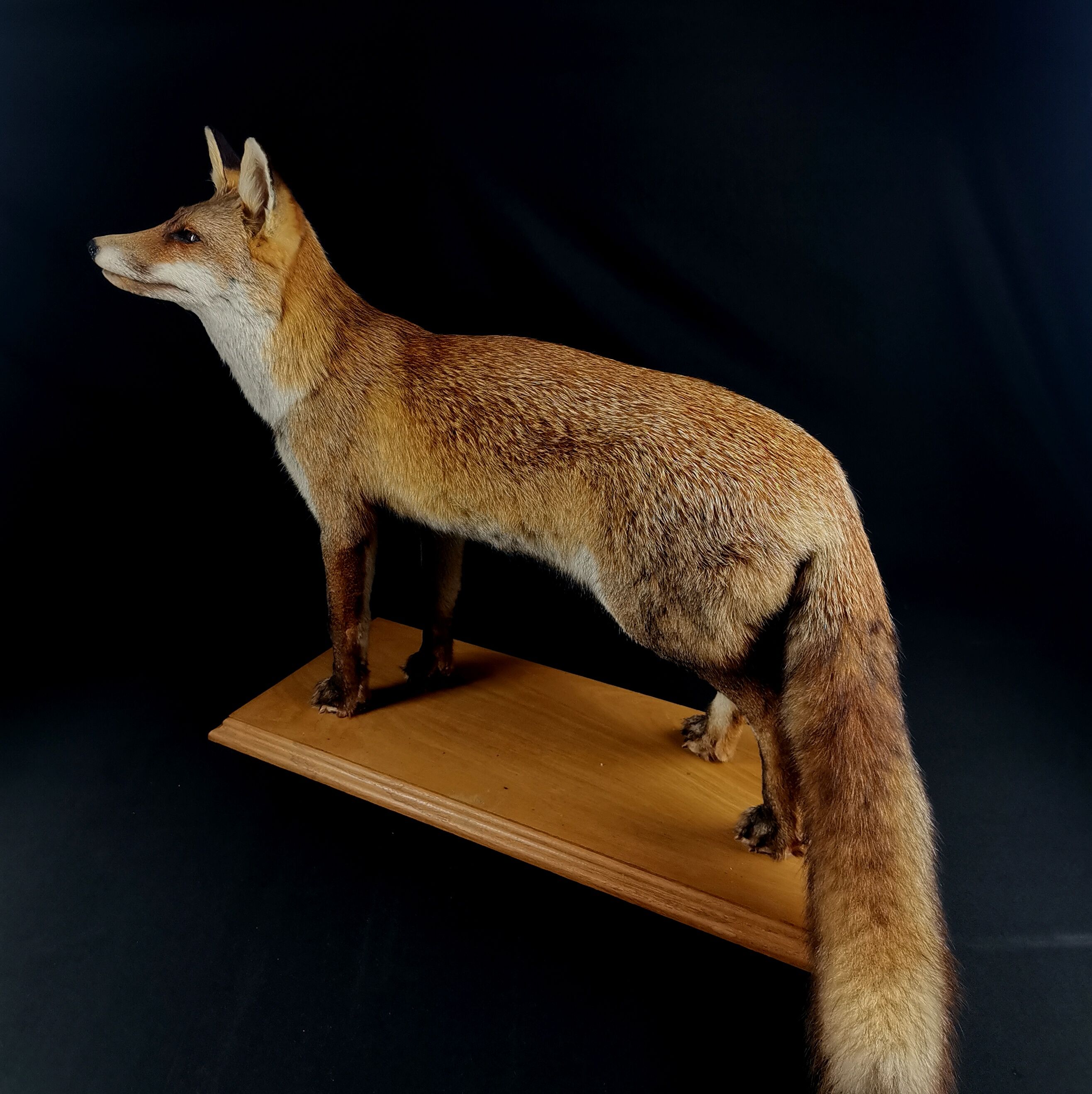 European red fox naturalized taxidermy