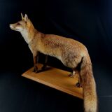 European red fox naturalized taxidermy