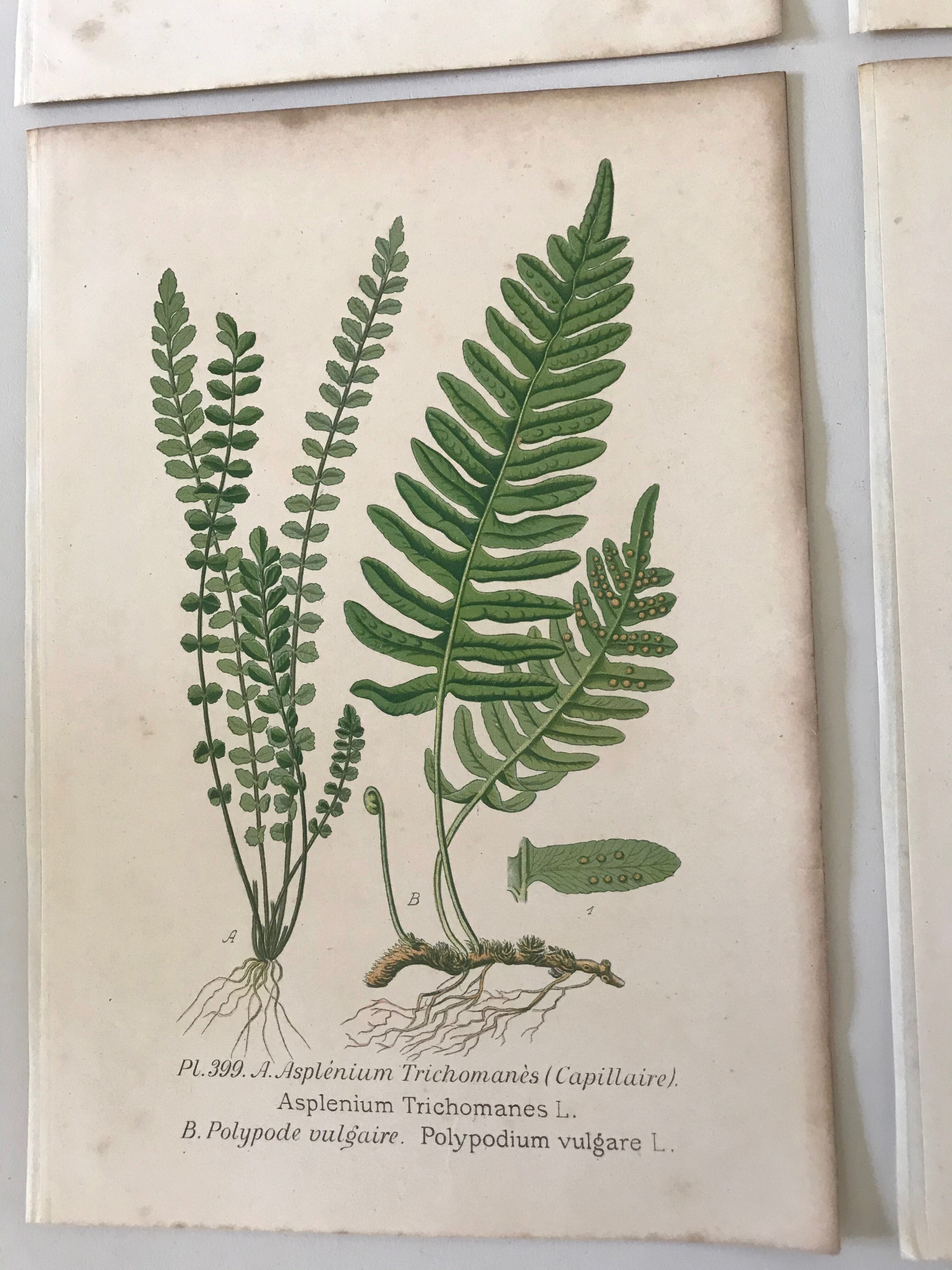 Lot of 4 botanical panches of ferns 19th century