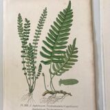 Lot of 4 botanical panches of ferns 19th century