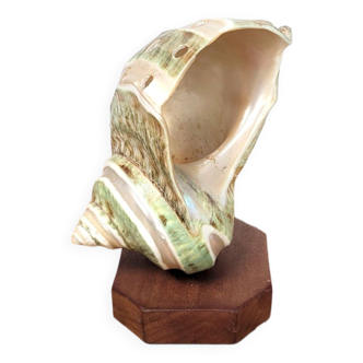 Pearly green turban shell on base