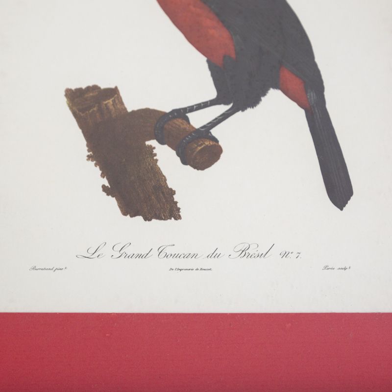 Engraving The great Toucan of Brazil number 7 Jacques Barraband