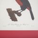 Engraving The great Toucan of Brazil number 7 Jacques Barraband