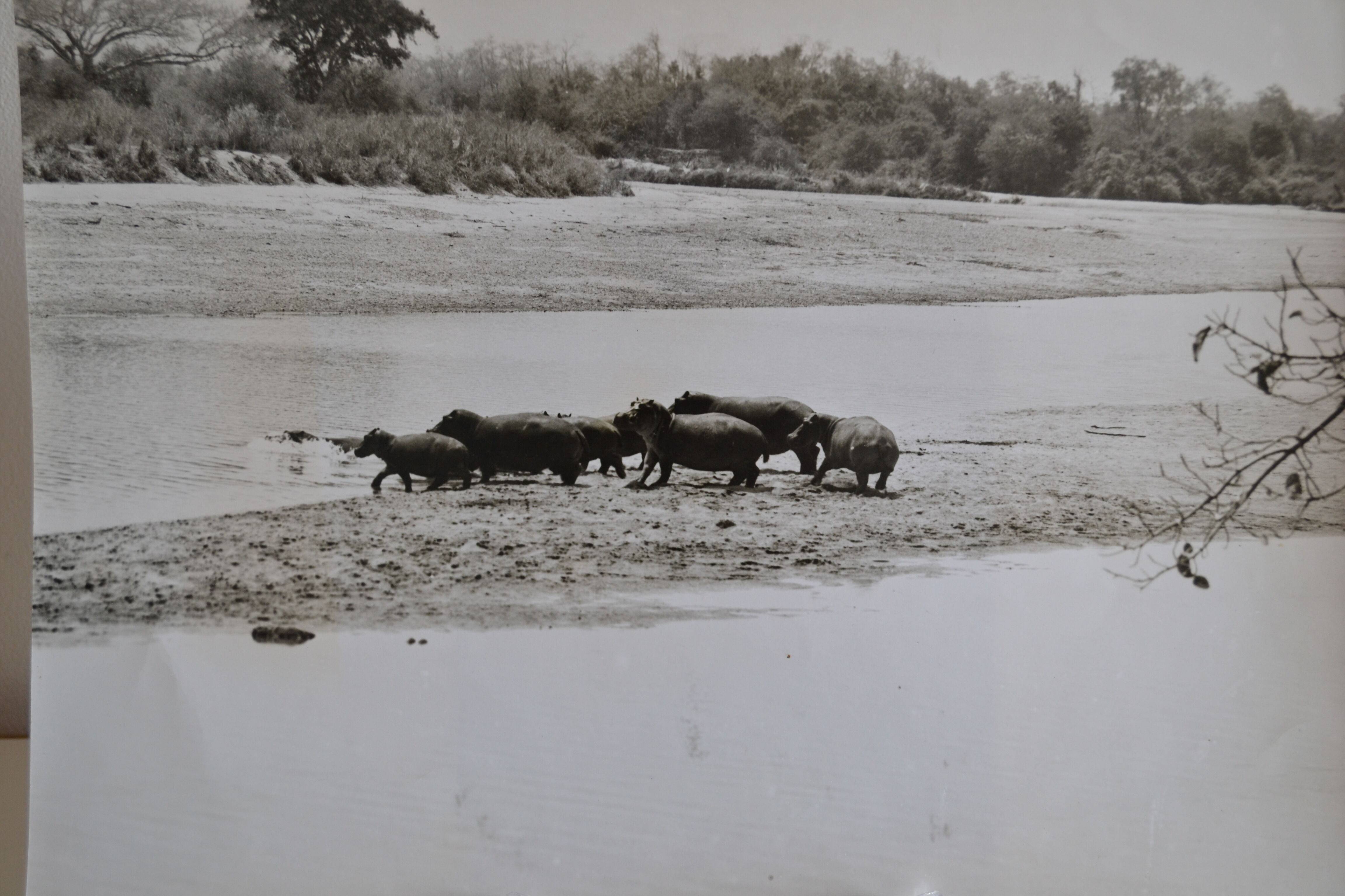 Anonymous silver photo hippopotamus africa circa 1970