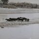 Anonymous silver photo hippopotamus africa circa 1970
