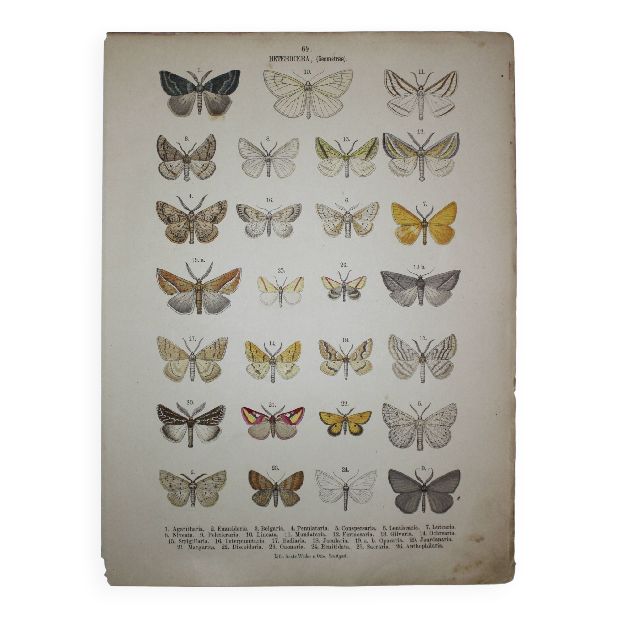 Old engraving of Butterflies - Lithograph from 1887 - Agaritharia - Original illustration