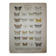 Old engraving of Butterflies - Lithograph from 1887 - Agaritharia - Original illustration