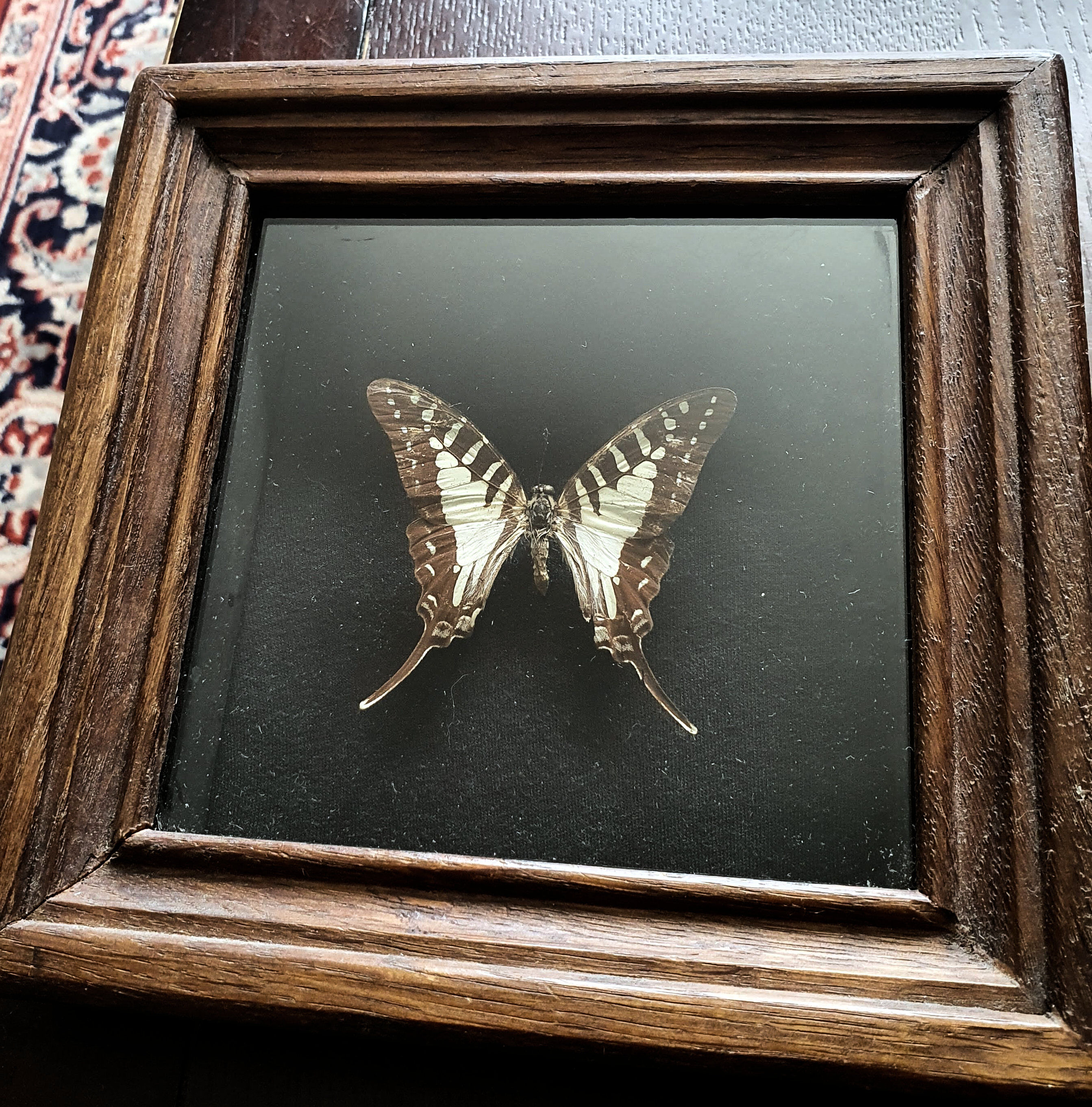 Naturalized butterfly