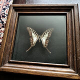 Naturalized butterfly