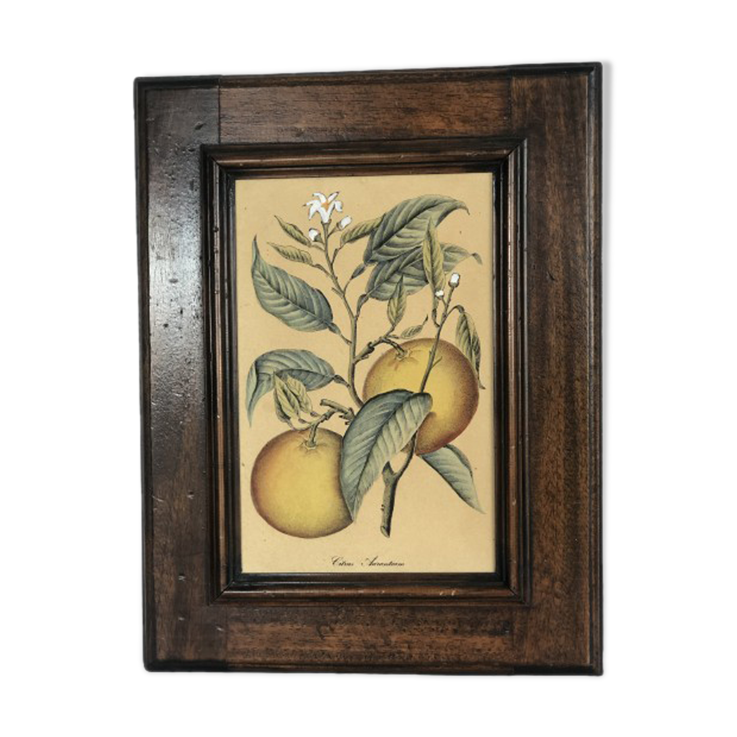 Framed botanical drawing