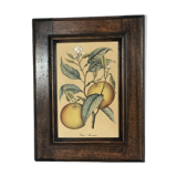 Framed botanical drawing