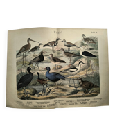 Gravure ancienne 1886. Oiseaux aquatiques. Lithographie zoologique vintage