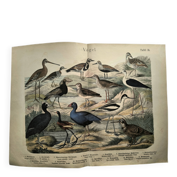 Gravure ancienne 1886. Oiseaux aquatiques. Lithographie zoologique vintage