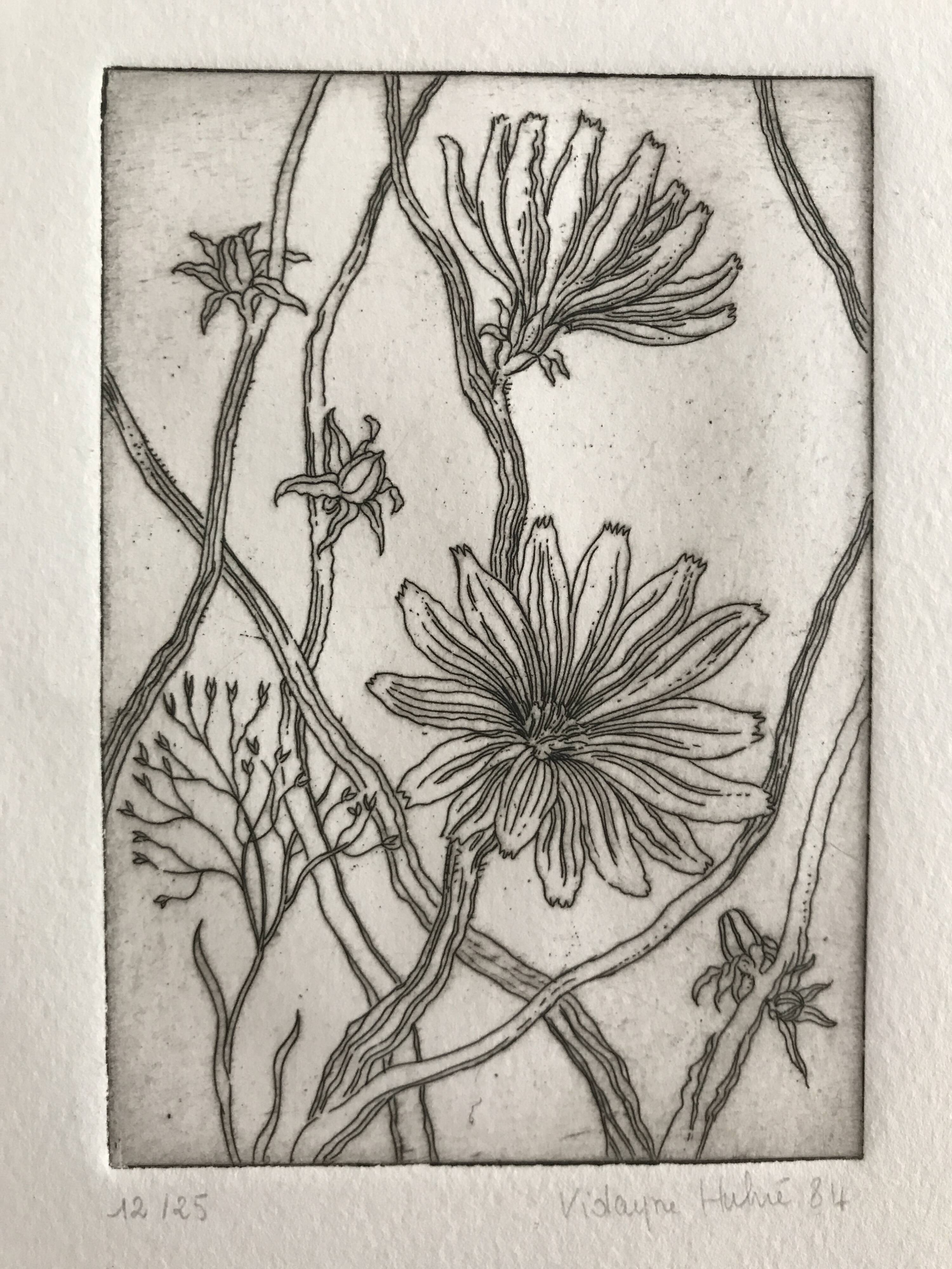 Vilayne hulné, study of clematis, 1984. original etching signed in pencil