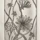Vilayne hulné, study of clematis, 1984. original etching signed in pencil