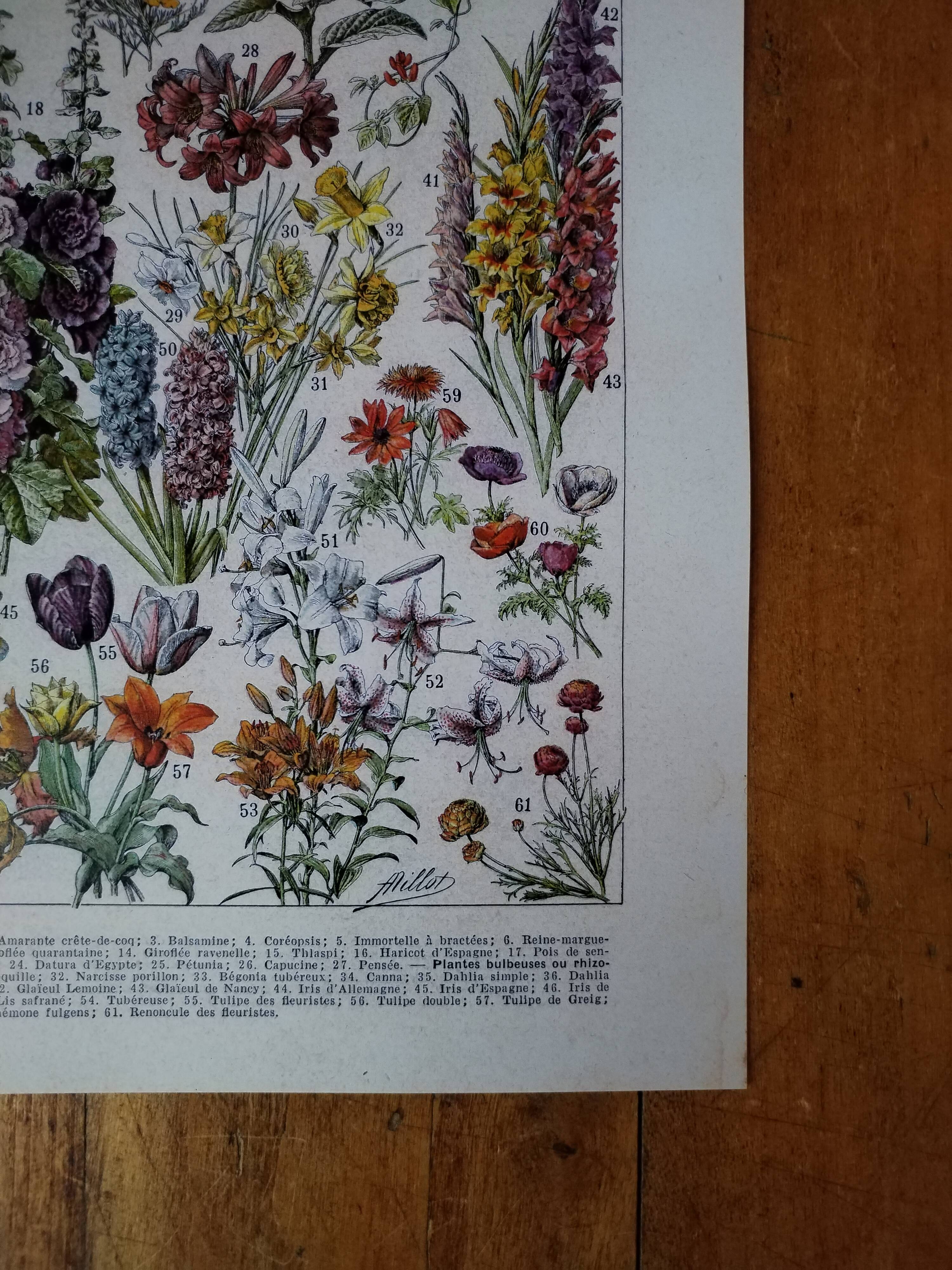 Original lithograph on flowers (1)
