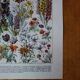 Original lithograph on flowers (1)