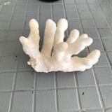 White coral