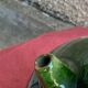 Ancient gargoulette in Corsican green glazed earth