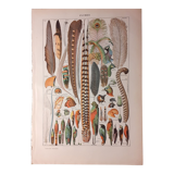 Lithographie sur les plumes de 1922
