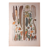 Lithographie sur les plumes de 1922