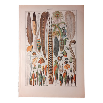 Lithograph on feathers from 1922