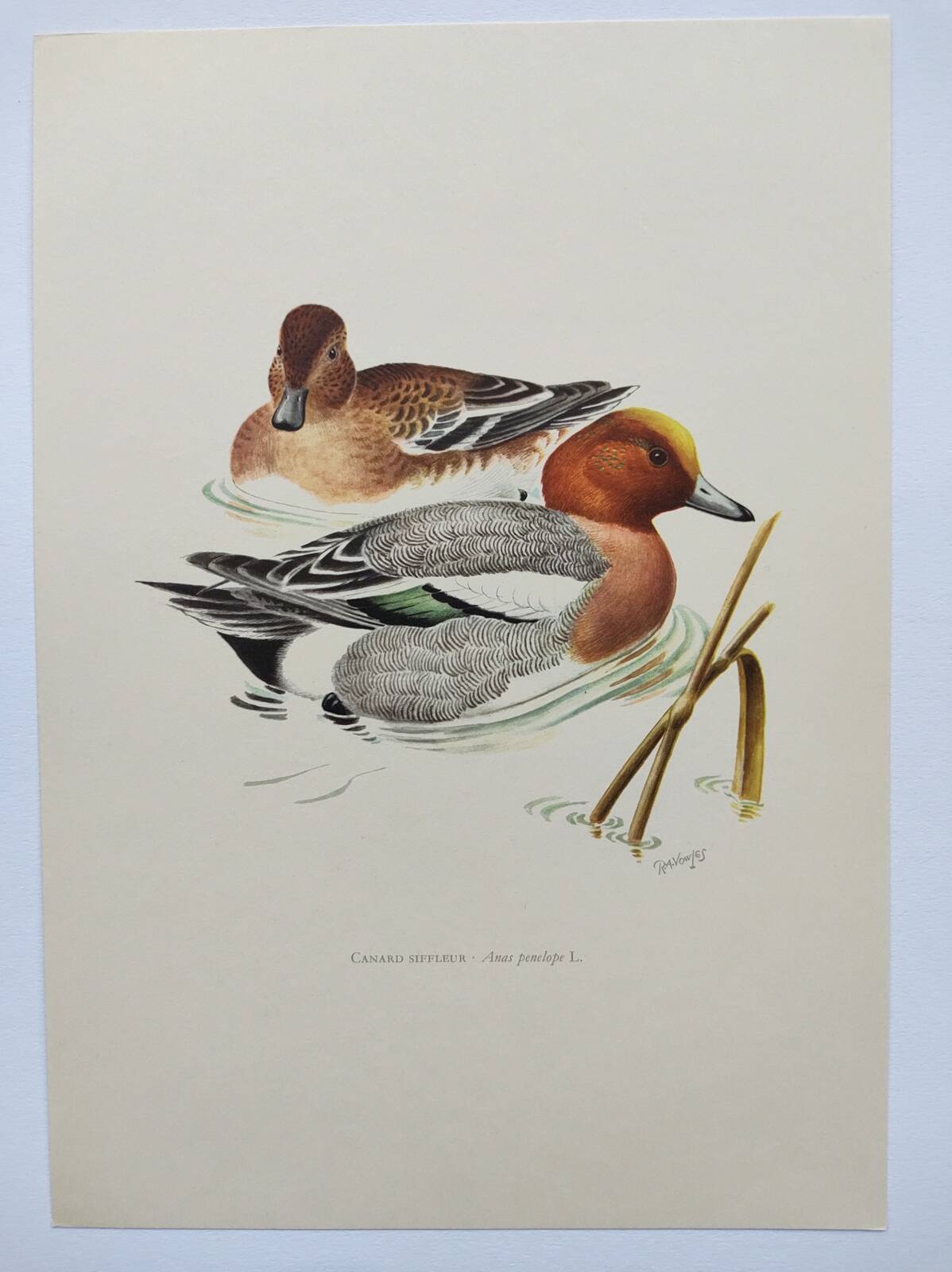 Old bird plate from the 1960s - Wigeon - Ornithological animal illustration
