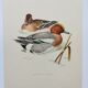 Old bird plate from the 1960s - Wigeon - Ornithological animal illustration