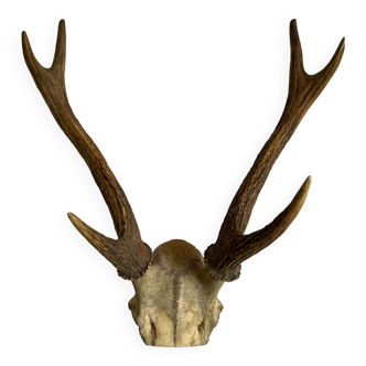 Deer horns