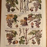 Lithograph on the vine of 1921 (XXIX)