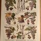 Lithographie sur la vigne de 1921 (XXIX)