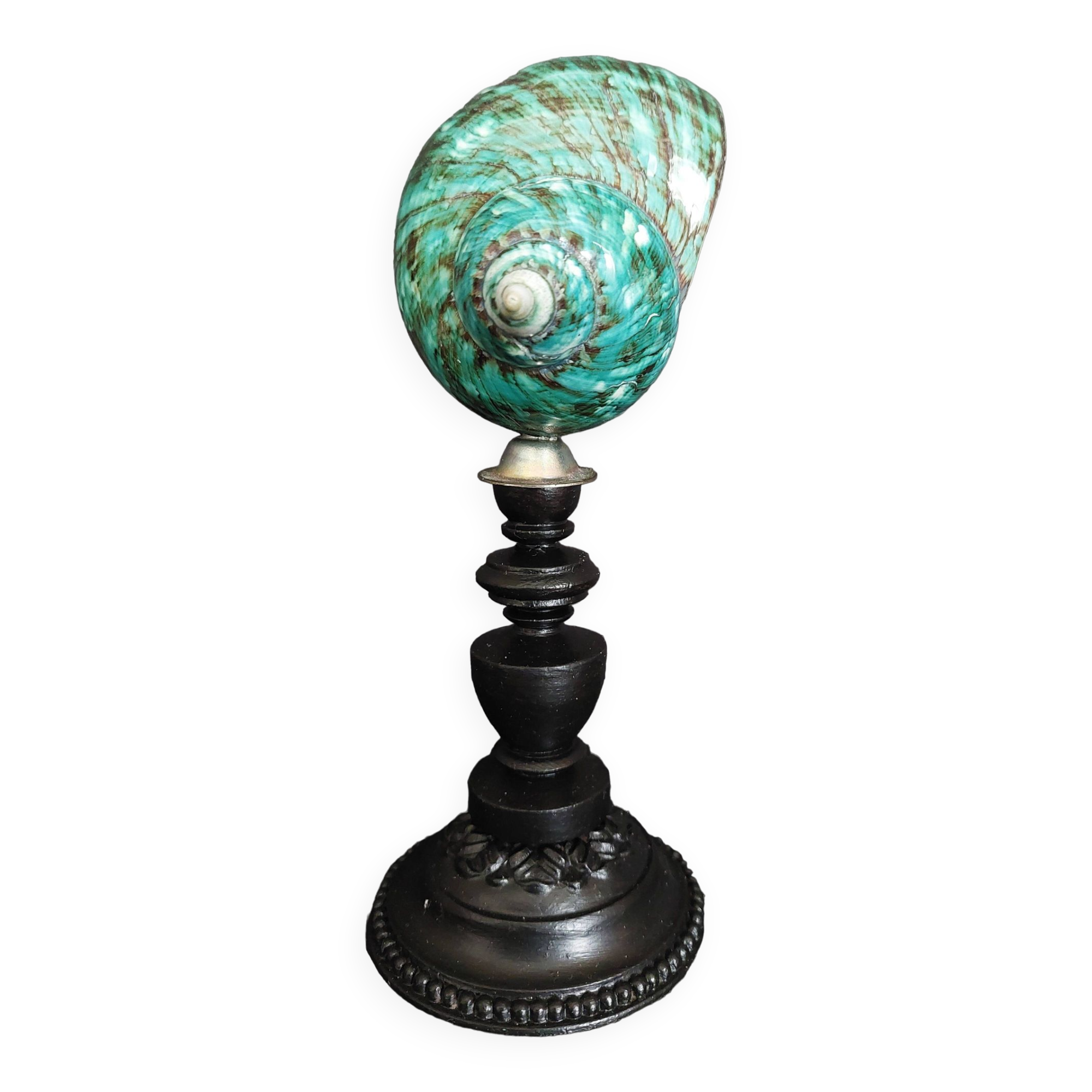 Cabinet of Curiosities turbo imperialis shell on base