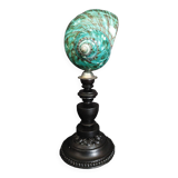 Cabinet of Curiosities turbo imperialis shell on base