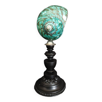 Cabinet of Curiosities turbo imperialis shell on base