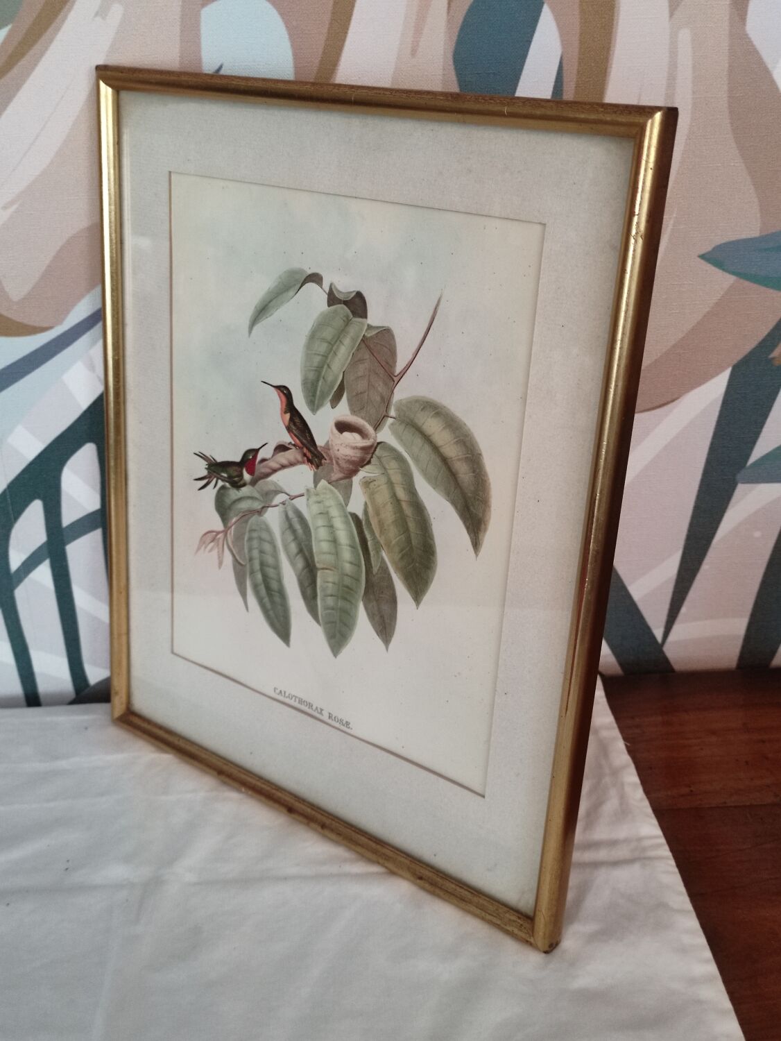Framed bird engraving